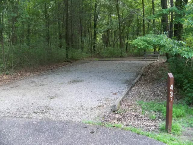 Oak 43