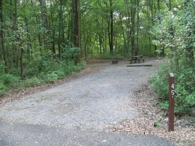 Oak 45