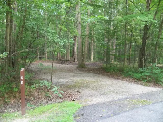 Oak 46
