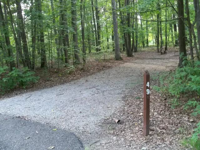 oak 49