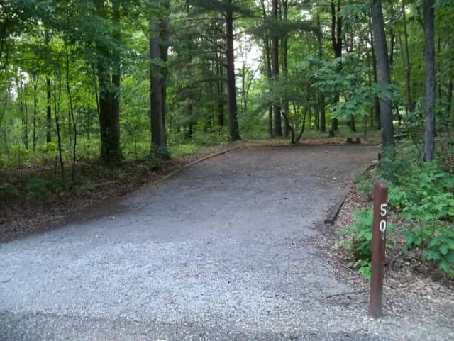 Oak 50