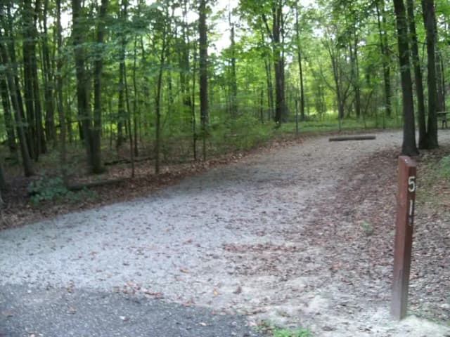 Oak 51