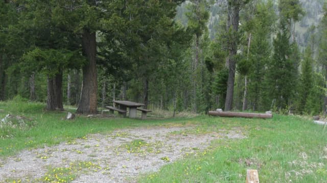 Site B8, campsite surrounded by pine trees, picnic table & fire ring