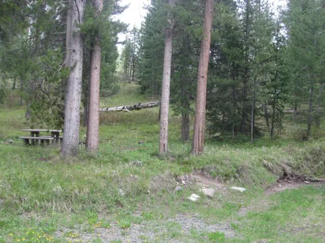 Site C10, campsite surrounded by pine trees, picnic table & fire ring