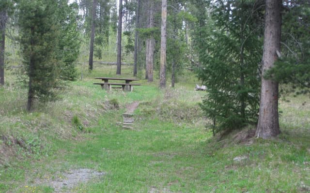 Site C11, campsite surrounded by pine trees, picnic table & fire ring