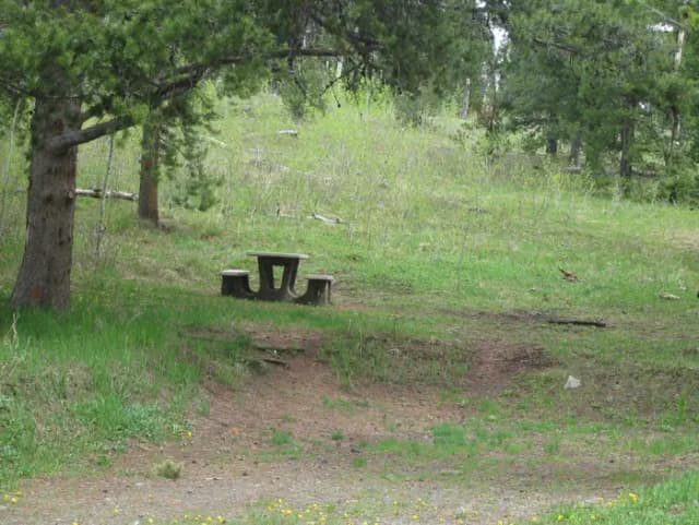 Site C12, campsite surrounded by pine trees, picnic table & fire ring