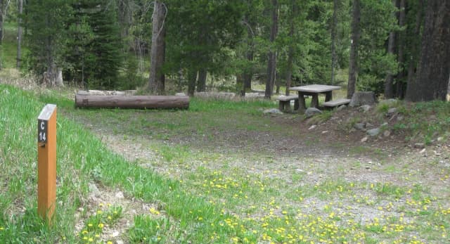 Site C14, campsite surrounded by pine trees, picnic table & fire ring