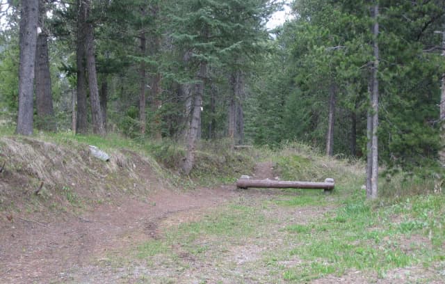 Site C18, campsite surrounded by pine trees, picnic table & fire ring