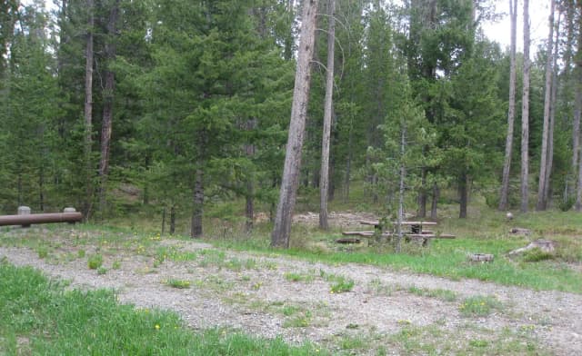 Site C19, campsite surrounded by pine trees, picnic table & fire ring