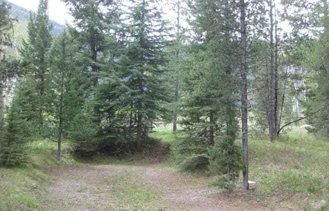 Site C2, campsite surrounded by pine trees, picnic table & fire ring