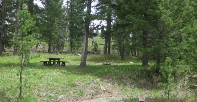 Site C3, campsite surrounded by pine trees, picnic table & fire ring