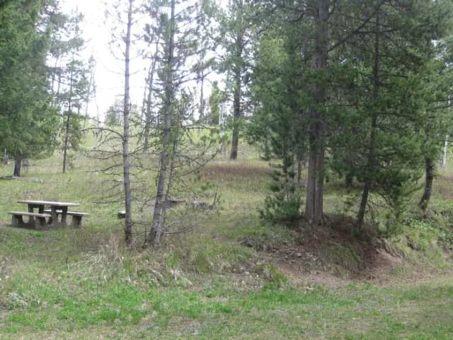 Site C6, campsite surrounded by pine trees, picnic table & fire ring