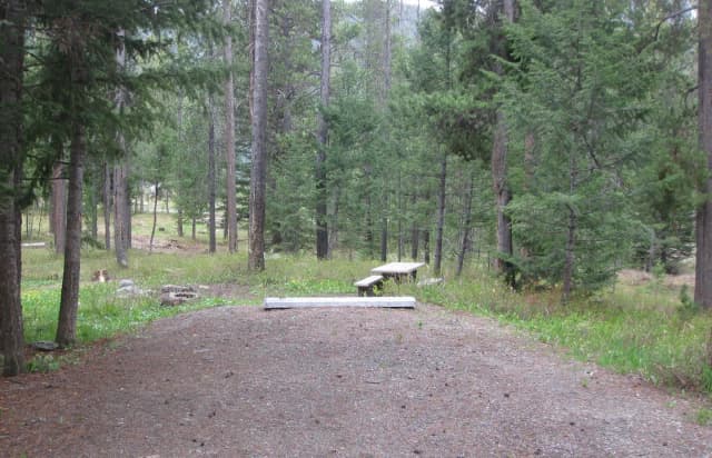 Site C8, campsite surrounded by pine trees, picnic table & fire ring