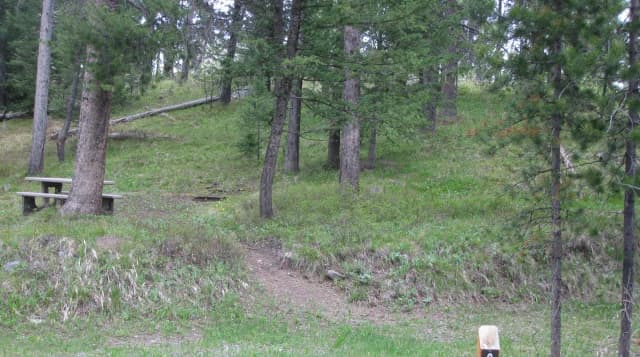 Site C9, campsite surrounded by pine trees, picnic table & fire ring