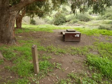 Campsite eucalyptus forested area with picnic table, food storage box, and campsite number.