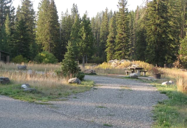 Site 7, campsite surrounded by pine trees, picnic table & fire ring