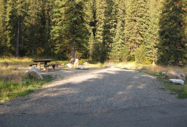 Site 8, campsite surrounded by pine trees, picnic table & fire ring