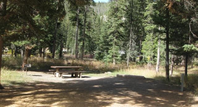 Site 7, campsite surrounded by pine trees, picnic table & fire ring