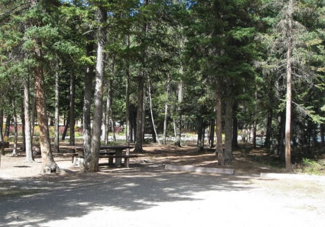 Site 10, campsite surrounded by pine trees, picnic table & fire ring
