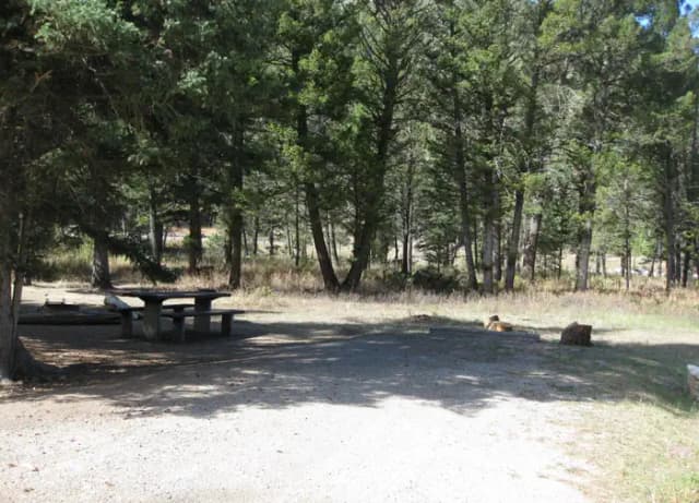 Site 24, campsite surrounded by pine trees, picnic table & fire ring