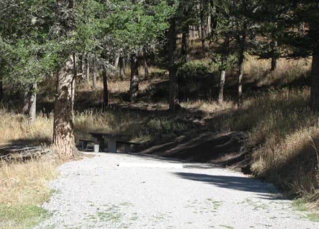 Site 44, campsite surrounded by pine trees, picnic table & fire ring