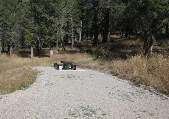 Site 46, campsite surrounded by pine trees, picnic table & fire ring