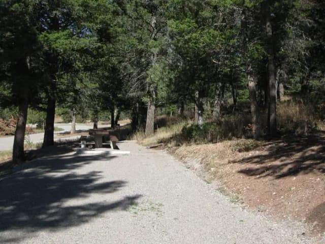 Site 49, campsite surrounded by pine trees, picnic table & fire ring