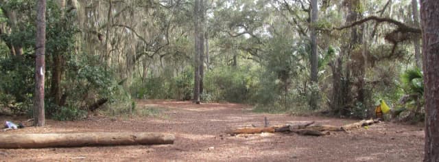 Open pine needle covered ground surrounded by live oaks, pines, and palmettos