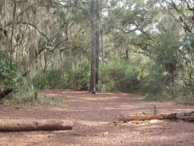 Open pine needle covered ground surrounded by live oaks, pines, and palmettos