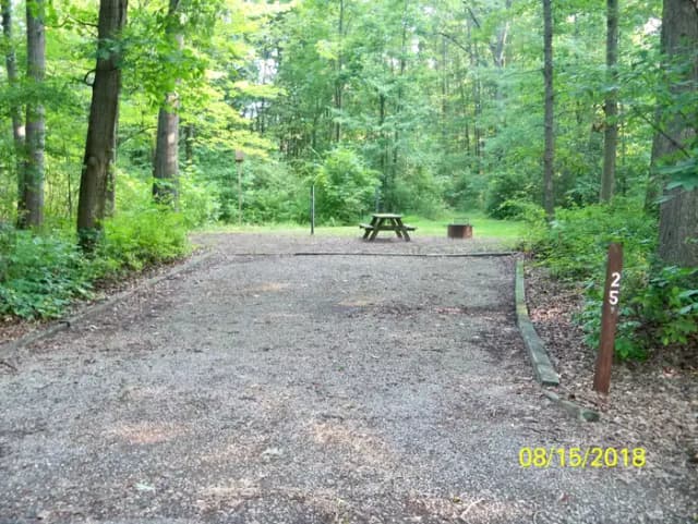 Oak 25