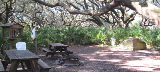 campsite with picnic table, food cage, and fire ring under live oak trees