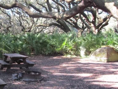 campsite with picnic table, food cage, and fire ring under live oak trees