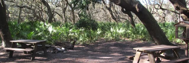 campsite with picnic table, food cage, and fire ring under live oak trees
