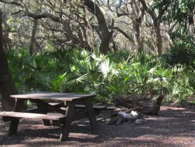 campsite with picnic table, food cage, and fire ring under live oak trees