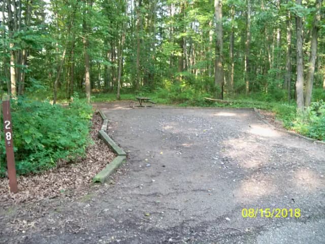 Oak 28
