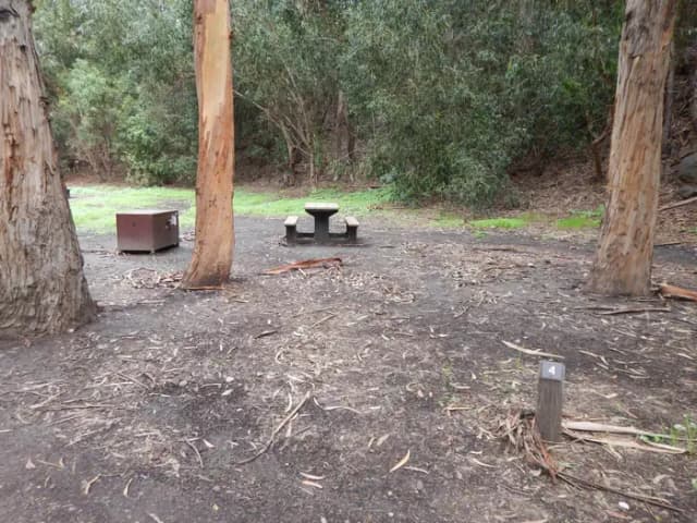 Campsite eucalyptus forested area with picnic table, food storage box, and campsite number.
