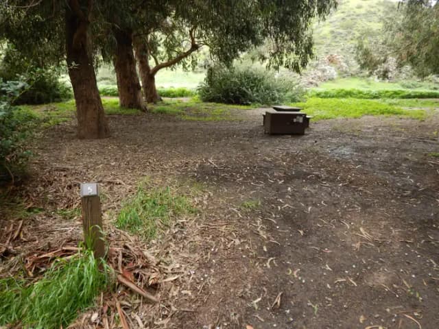 Campsite eucalyptus forested area with picnic table, food storage box, and campsite number.