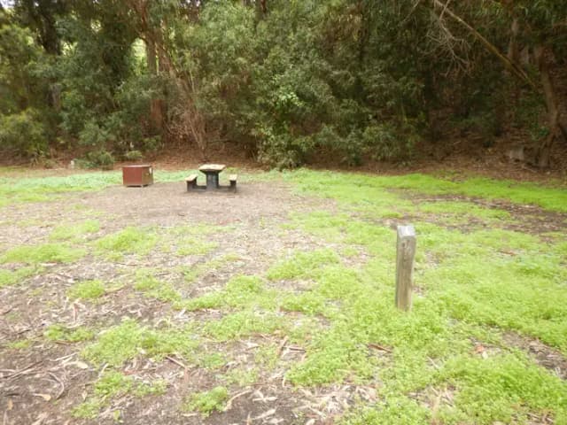 Campsite eucalyptus forested area with picnic table, food storage box, and campsite number.