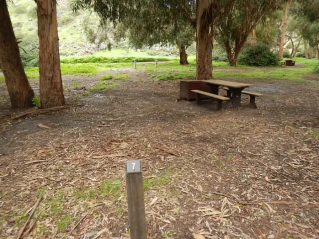 Campsite eucalyptus forested area with picnic table, food storage box, and campsite number.