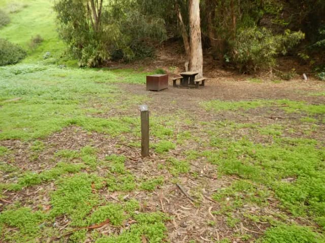Campsite eucalyptus forested area with picnic table, food storage box, and campsite number.