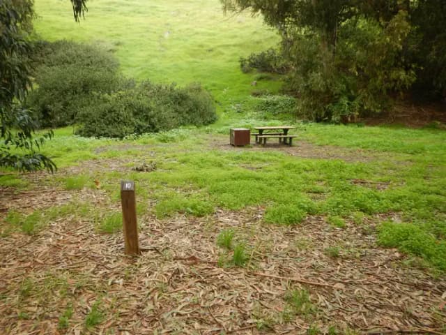 Campsite eucalyptus forested area with picnic table, food storage box, and campsite number.