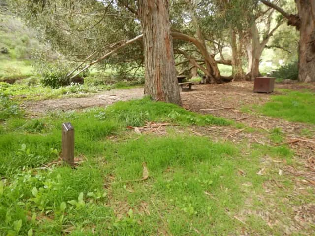 Campsite eucalyptus forested area with picnic table, food storage box, and campsite number.