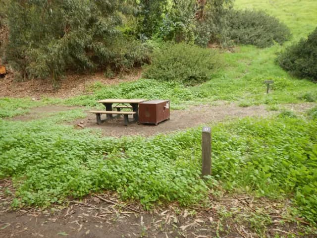 Campsite eucalyptus forested area with picnic table, food storage box, and campsite number.
