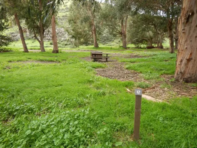 Campsite eucalyptus forested area with picnic table, food storage box, and campsite number.