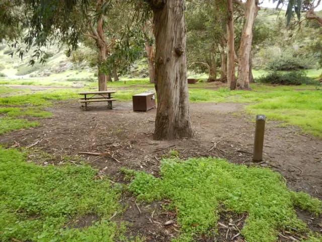 Campsite eucalyptus forested area with picnic table, food storage box, and campsite number.