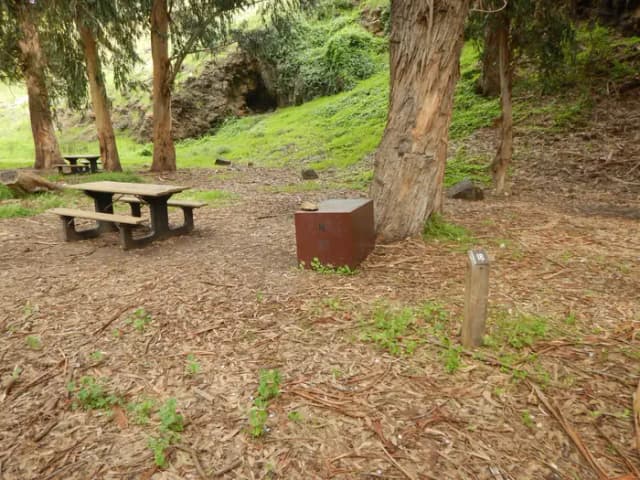 Campsite eucalyptus forested area with picnic table, food storage box, and campsite number.