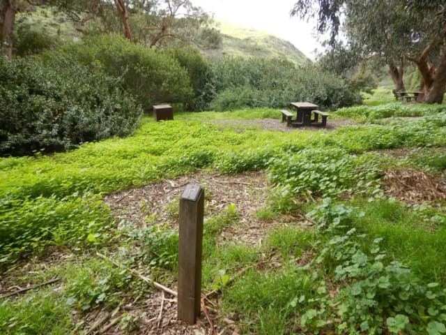 Campsite eucalyptus forested area with picnic table, food storage box, and campsite number.