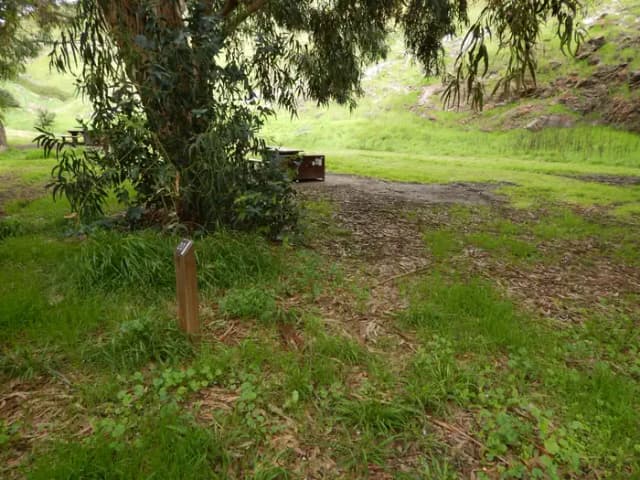 Campsite eucalyptus forested area with picnic table, food storage box, and campsite number.