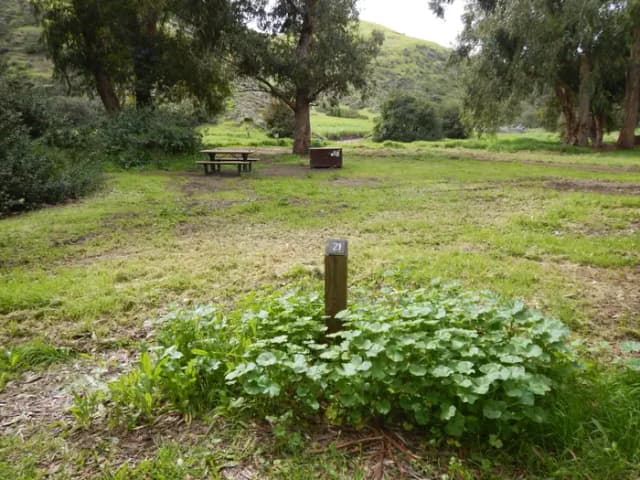 Campsite eucalyptus forested area with picnic table, food storage box, and campsite number.