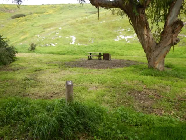 Campsite eucalyptus forested area with picnic table, food storage box, and campsite number.